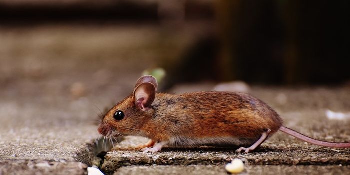 Lab Mice Born to Moms From the Wild Make Better Research Models