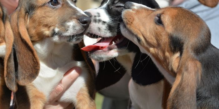 Seven Puppies Are Born Via In Vitro Fertilization for the First Time