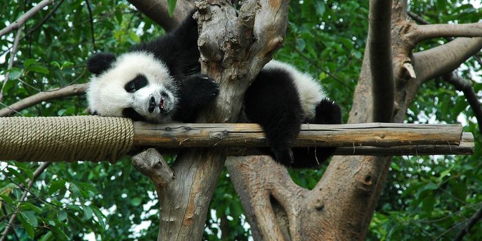 Only One of Beauval Zoo's Giant Panda Cub Twins Survives After Birth