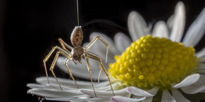 How Spiders Use Electricity To Fly