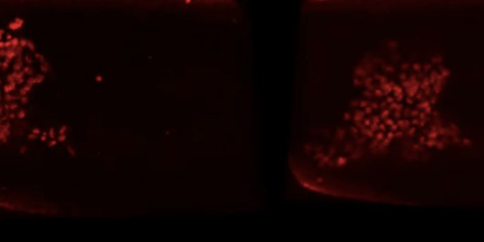 A Master Regulator That Helps Power Immune Cells on the Attack