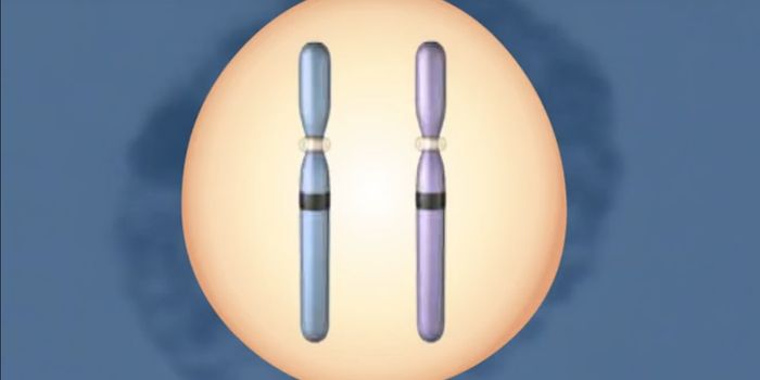 Learning More About X Chromosome Inactivation