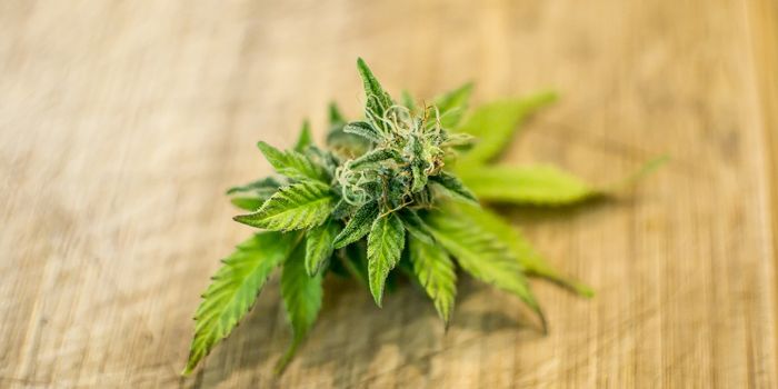 The Founders of Medical Cannabis