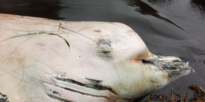 New Species of Whale Identified in the Pacific Ocean