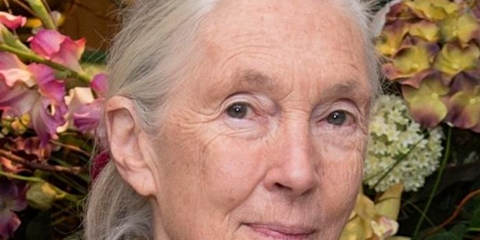 Dr. Jane Goodall, Trailblazer and Activist, Dies at 91