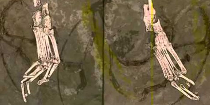 Chinese fossil discovery casts new light on origin of primates 