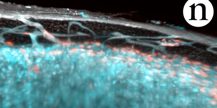 Researchers Discover Capillary Network in Bones