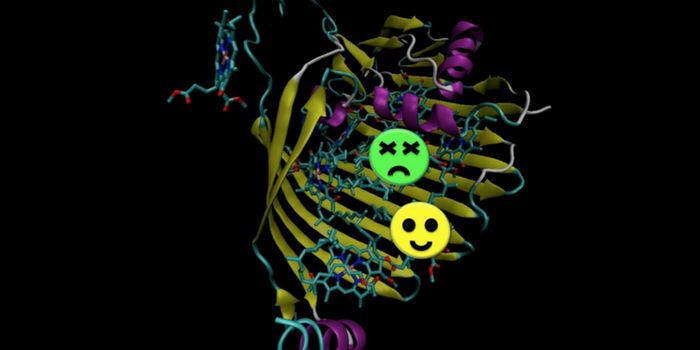 Quantum Mechanical Behavior Found in Light-harvesting Molecules of Live Bacteria