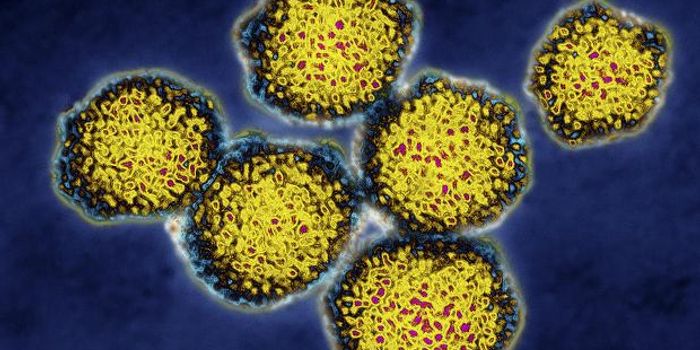 Human Protein Helps Hepatitis C Spread