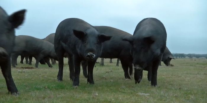 Some Activity Restored in a Pig Brain Hours After Death