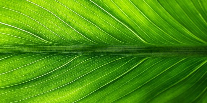 Inspired by Leaves, Scientists Can Now Create Clean, Sustainable Fuels from Thin Air