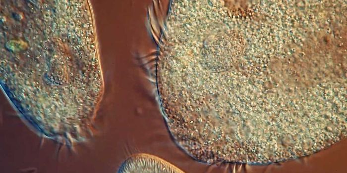 There's a lot going on in this microscopic world