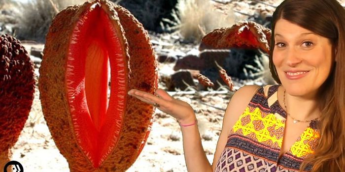 This Parasitic Plant Smells Terrible