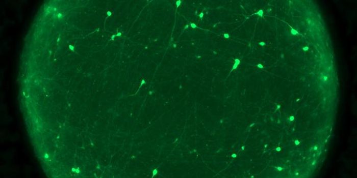 A Molecule That Could Help Treat Traumatic Brain Injury is Identified