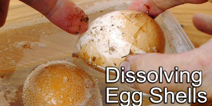 The Chemistry Behind the Egg Shell and Vinegar Experiment