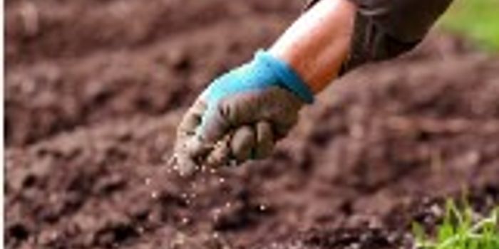 Why is Scott's Miracle-Gro So Popular Amongst Cannabis Growers?