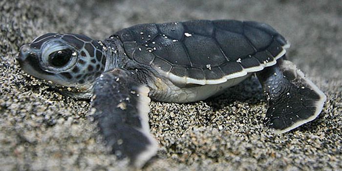 Scientists Find Effective Way to Hypnotize Baby Sea Turtles