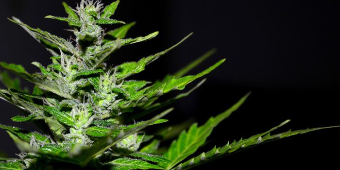 Cannabis Product Consumer Choice Trends