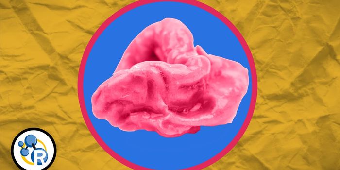 What REALLY Happens When You Swallow Gum?