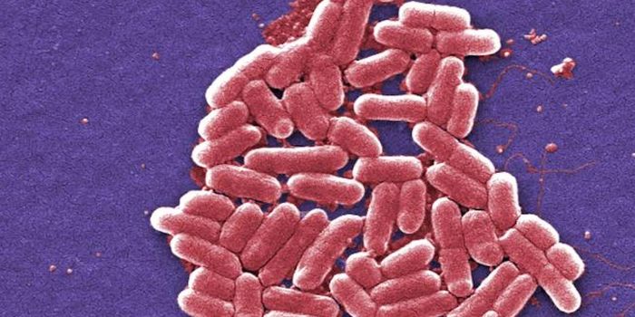 A Molecule From the Gut Microbiome May Fight Tumors