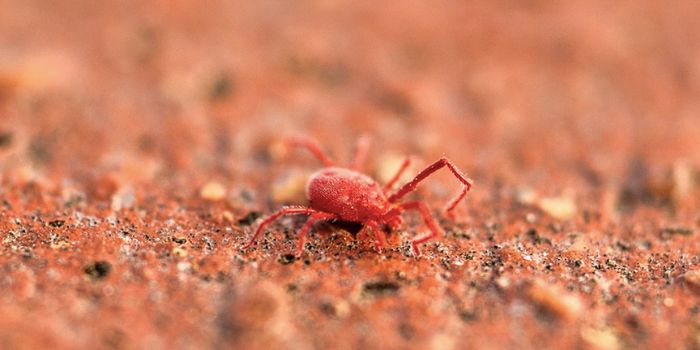 Scrub Typhus-Causing Germs Found in North Carolina Insects