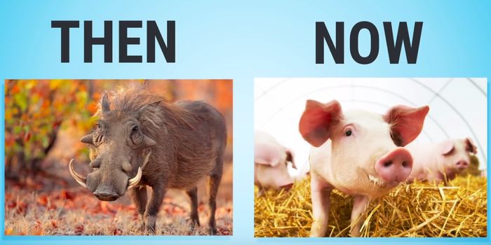 Animals Have Changed a Lot Since Humans Began Breeding Them