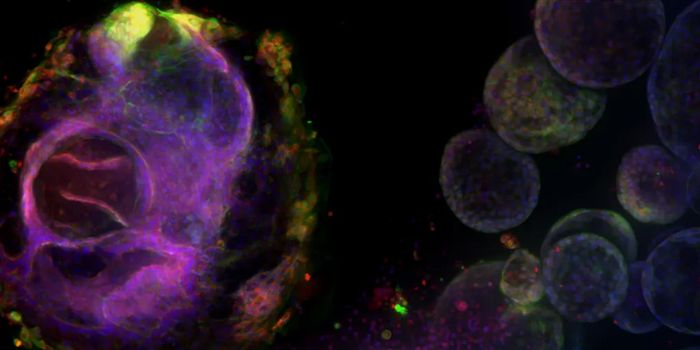 Advancing Human Organoid Technologies & Spatial Profiling for Drug Development