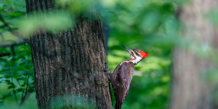 U.S. Declares Ivory-billed Woodpecker, Several Other Species Extinct