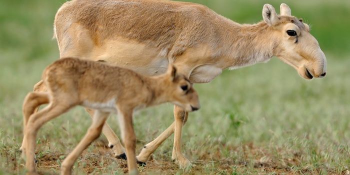 Saiga antelope numbers are up in Kazakhstan after last year's massive epidemic