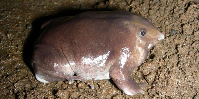 Newly-Discovered Frog Species is Unlike Any Other You've Seen Before
