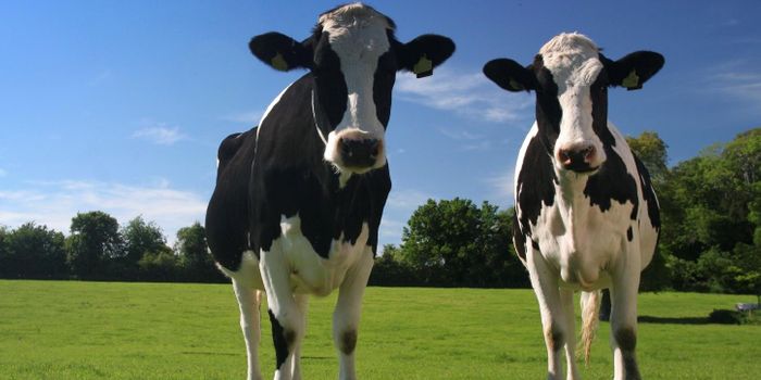 Allergies? Try farm life.