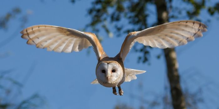 Barn Owls Fly Without Making a Sound