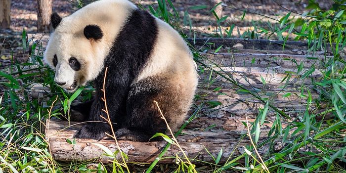 Giant Pandas Discern Potential Mates From Their Calls, But Bamboo Forests Don't Help