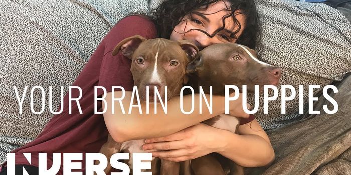 Want To Be Happy? Pick up a Puppy.