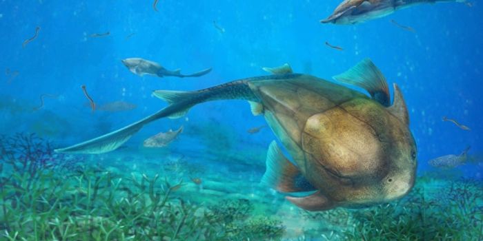 New Discovery Reveals Where Jaw Evolution May Have Started