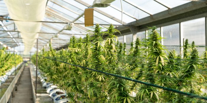 DEA Ends the Monopoly on "Research-Grade" Cannabis