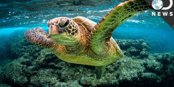 Science is Behind the Efforts of Trying to Save Coral Reefs From Extinction