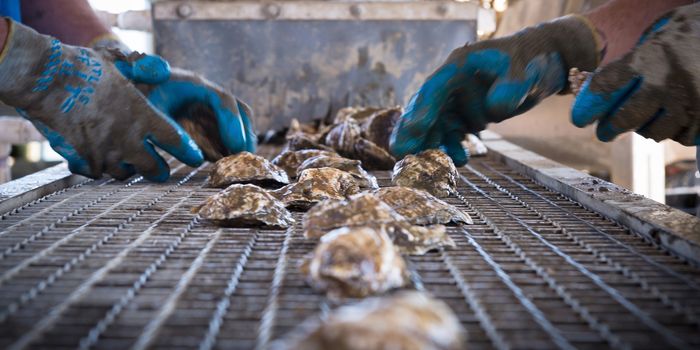 Is seagrass the answer to ocean acidification?