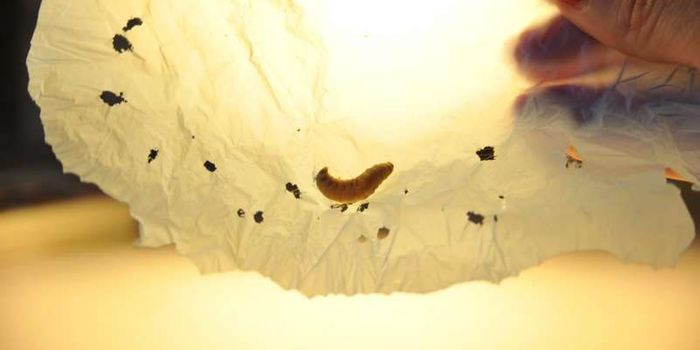 Introducing the most eco-friendly pet: the caterpillar that eats plastic bags