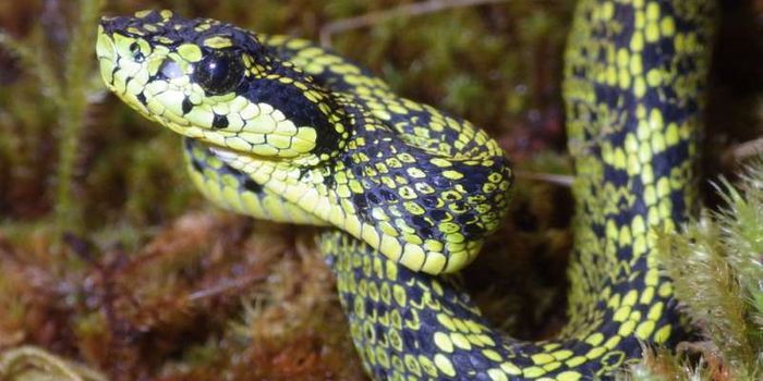 A Misidentified Snake Turned Out to Be a Whole New Species
