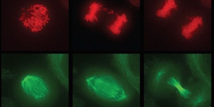 Paternity Confusion One Possible Evolutionary Benefit of Pregnancy Loss