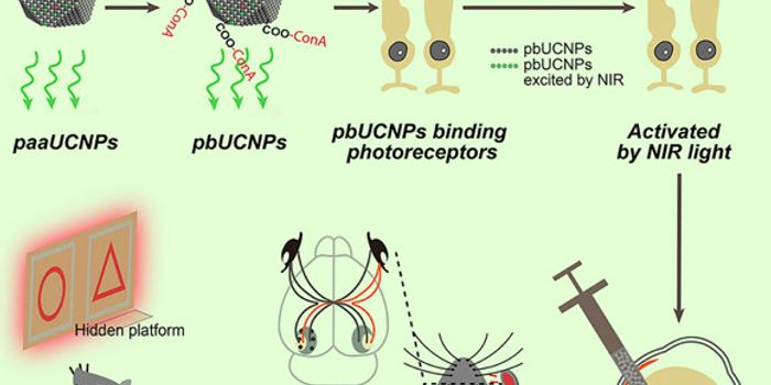 Injectable Nanoparticles Give Mice Infrared Vision