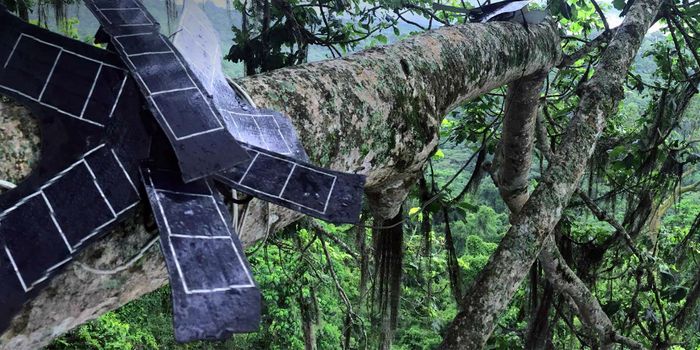 Using Old Cell Phones to Fight Illegal Logging in the Rainforest