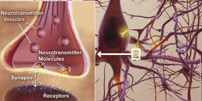 Seeing Synapses Live
