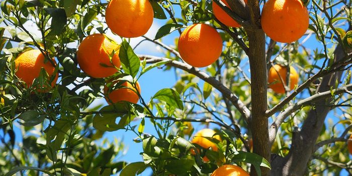 How temperature affects citrus-greening disease