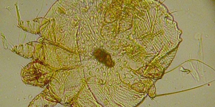 Parasite Research Papers Encourage Reproducibility in Science