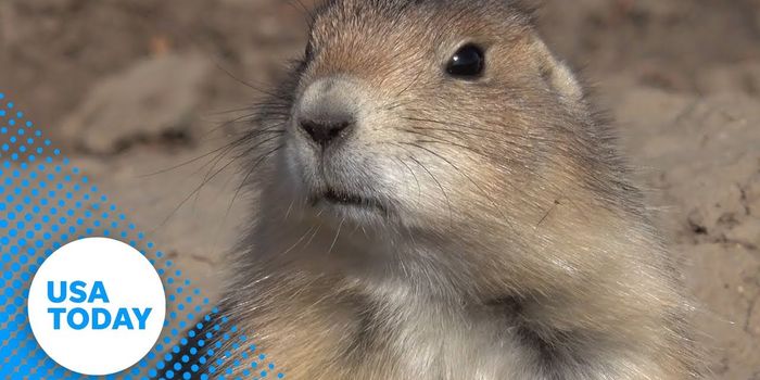 Bubonic Plague Kills Mongolian Couple