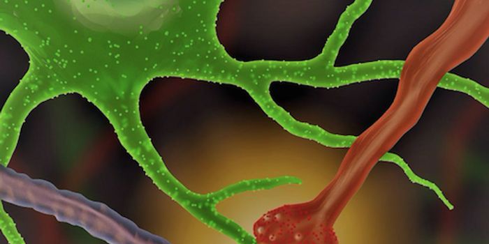 New Tool Shows Brain Cells in Action