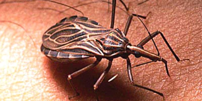 Immune Network Prevents Organ Damage During Parasitic Infection