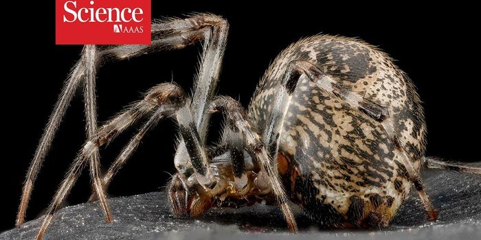 A New Understanding of Spider Evolution